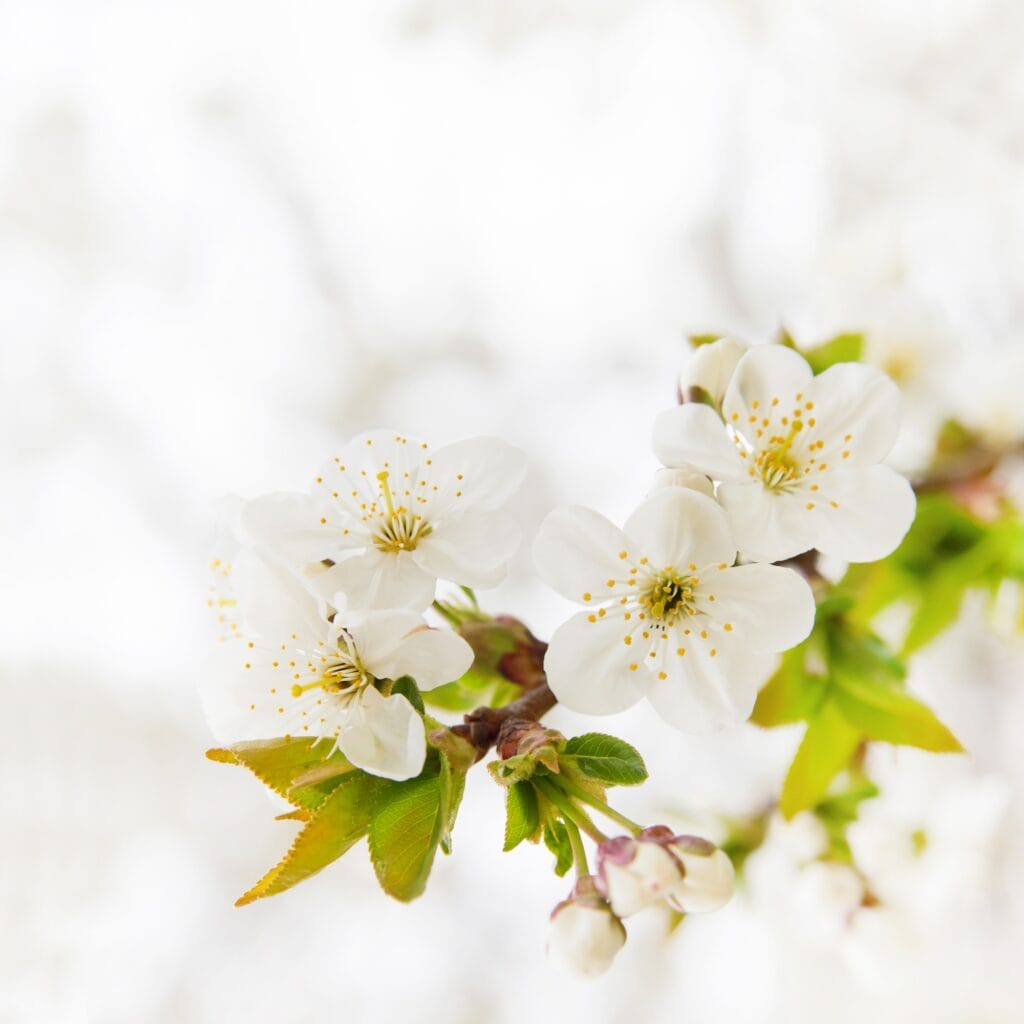 cherry-branch